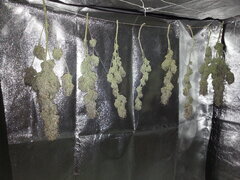 Sensi Purple Kush, après une semaine de séchage