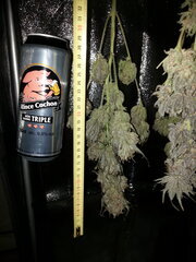 Sensi Purple Kush, après une semaine de séchage