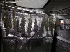 Washing Machine (devant Sensi Purple Kush), après une semaine de séchage