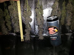 Washing Machine (devant Sensi Purple Kush), après une semaine de séchage
