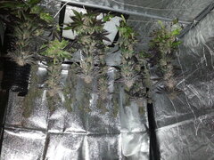 Kush T, cut à 12/12 +76