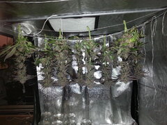 Kush T, cut à 12/12 +76