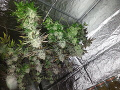 Jack Herer, cut à 12/12 +76