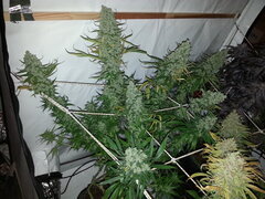 Malawi 12/12 +77