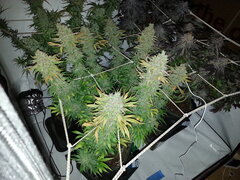 Panama 12/12 +77