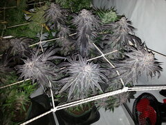 Gorgeous Braelin 12/12 +77