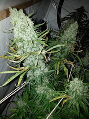 Malawi 12/12 +77