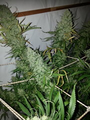 Malawi 12/12 +77