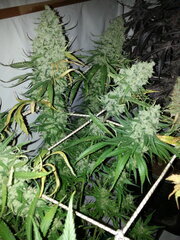 Malawi 12/12 +77