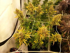 Panama 12/12 +77