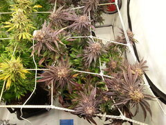 PPxDSD 12/12 +77