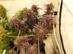 Gorgeous Braelin 12/12 +77