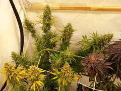 Malawi 12/12 +77