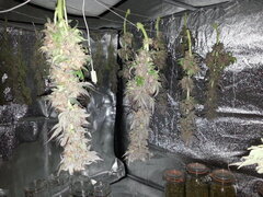 Kush T, après 3 jours de séchoir