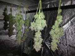 Jack Herer, après 3 jours de séchoir