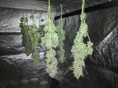 Jack Herer, après 3 jours de séchoir