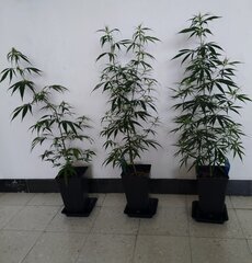 22janv bout80.jpg