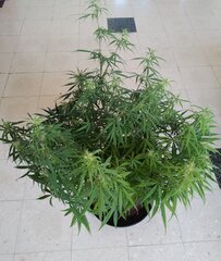 03janv MK1.4.jpg