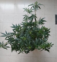 02janv MK2.1.jpg
