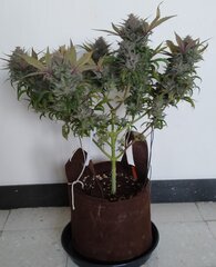03janv Mand1.2.jpg