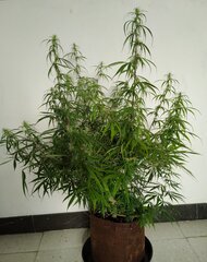 09janv MK1.2.jpg