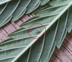 06janv thrips.jpg