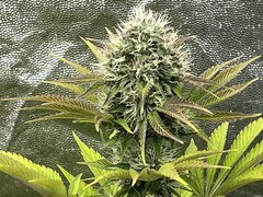 Mimosa fast 00seeds 12/12 +38 jours
