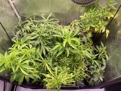 IMG_0330.jpeg