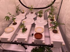 Growstream 20