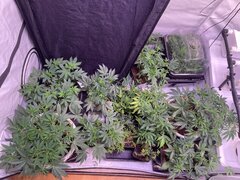 Pheno hunt