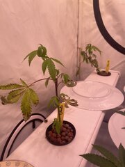 IMG_0586.jpeg