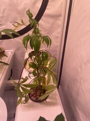 IMG_0587.jpeg