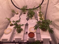 IMG_0597.jpeg