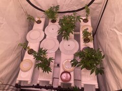 IMG_0598.jpeg