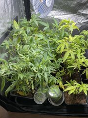 IMG_0726.jpeg