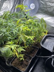 IMG_0729.jpeg