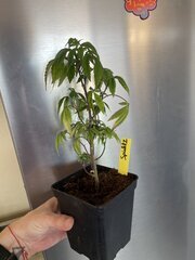 IMG_0730.jpeg