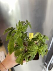 IMG_0731.jpeg