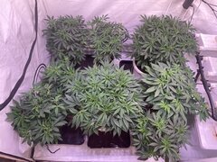 IMG_0898.jpeg