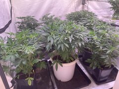 IMG_0899.jpeg