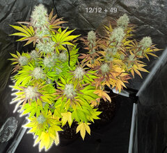 Mimosa fast 00seeds