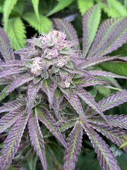 Rainbow Zoap X Tropicana Cookie f2