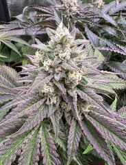 Rainbow Zoap X Tropicana Cookie f2