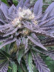 Royal LimeZ x Frosted Onion