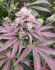 Rainbow Zoap X Tropicana Cookie f2