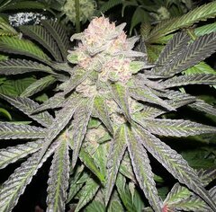 Rainbow Zoap X Tropicana Cookie f2