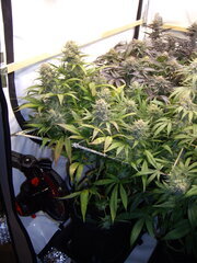 Sensi Purple Kush, 12/12 +54
