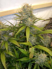 Sensi Purple Kush, 12/12 +54