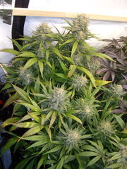 Sensi Purple Kush, 12/12 +54