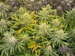 Panama, 12/12 +54